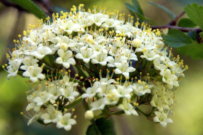 Unser Orchideenpark Bild Nr.039